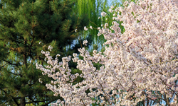 Featured image of post 且歌且行