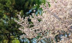 Featured image of post 一些春天