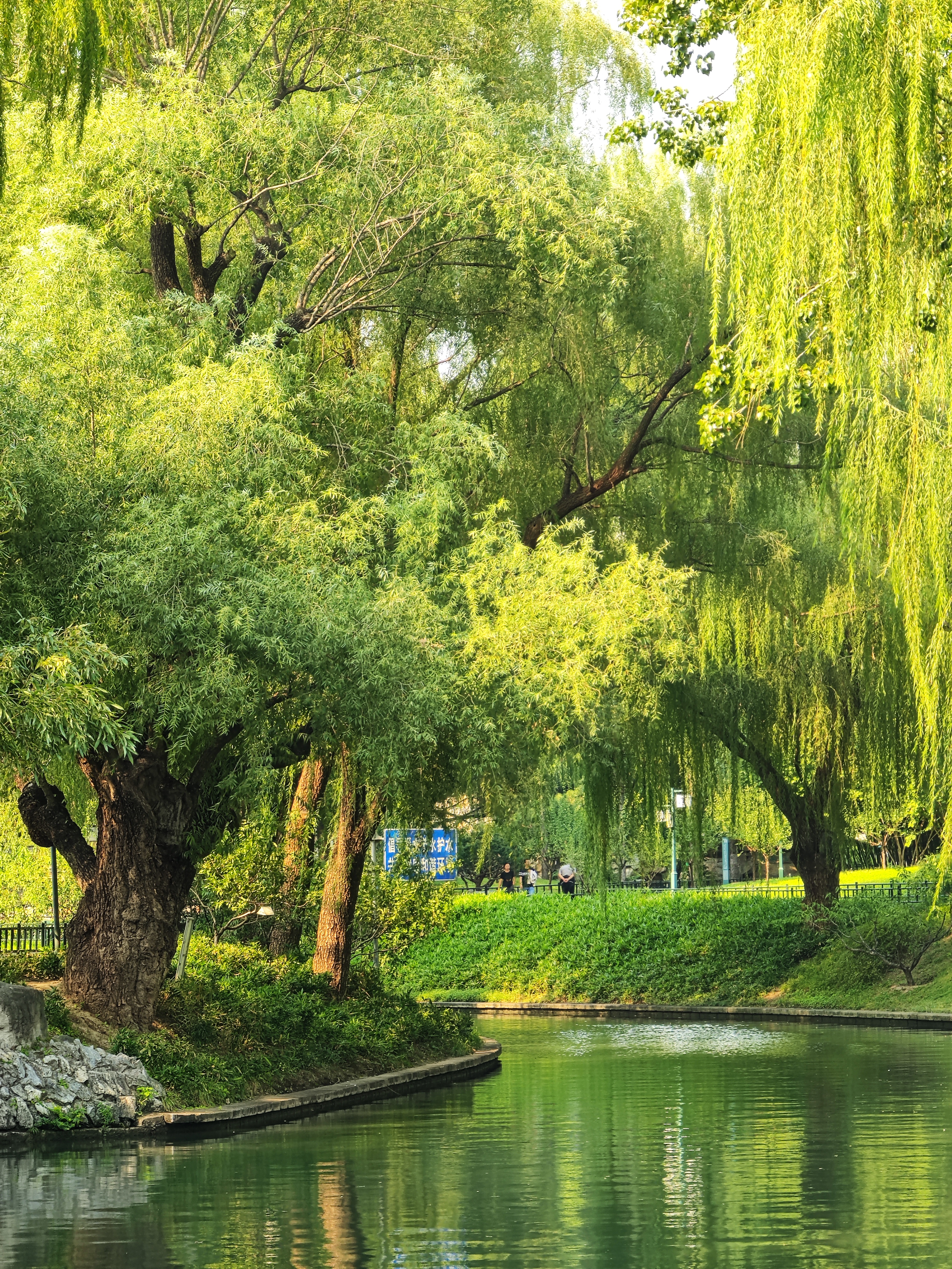 2024.9.24 紫竹院 绿树成荫