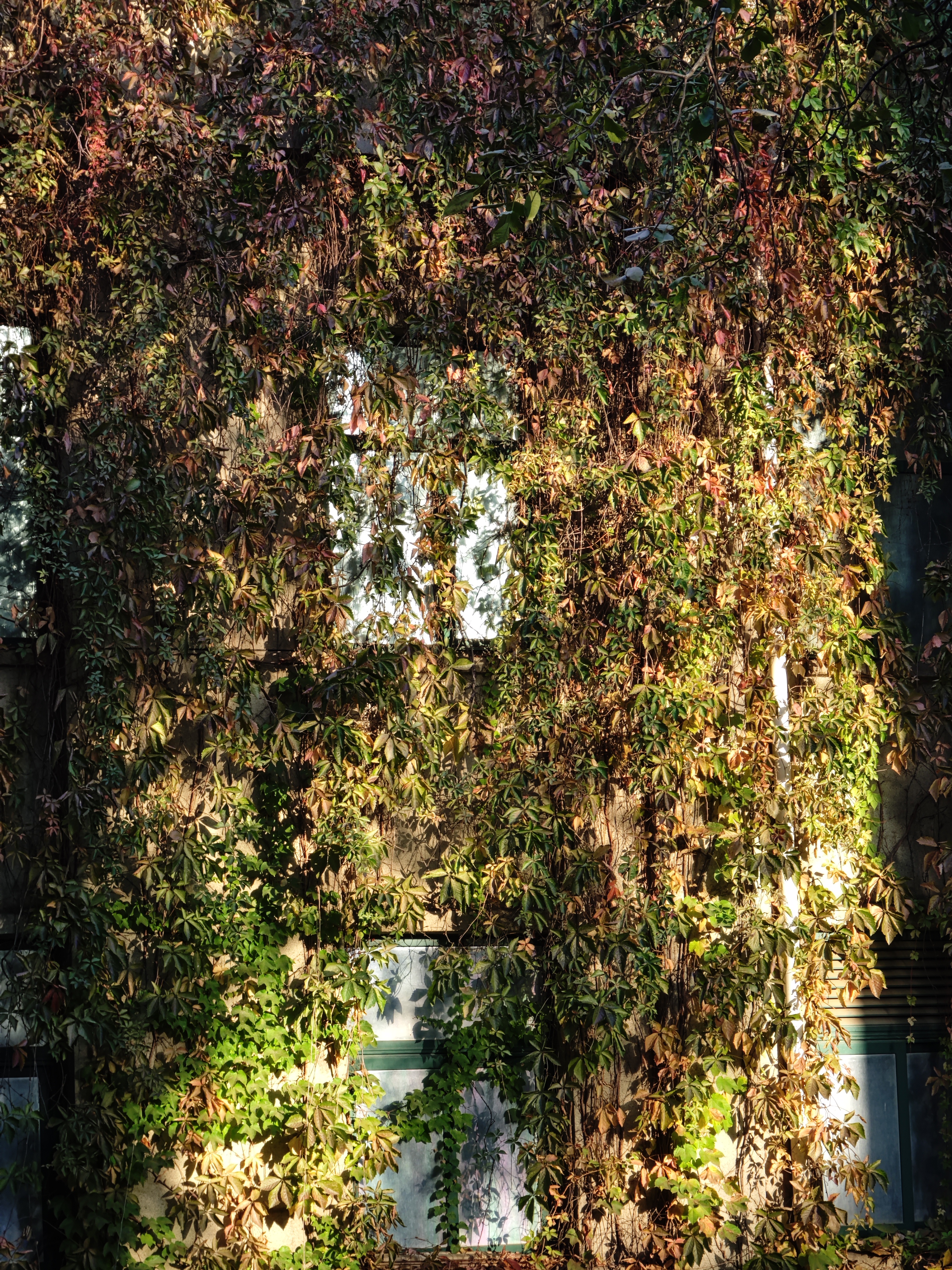 2024.10.11 鹿大校园 信息楼