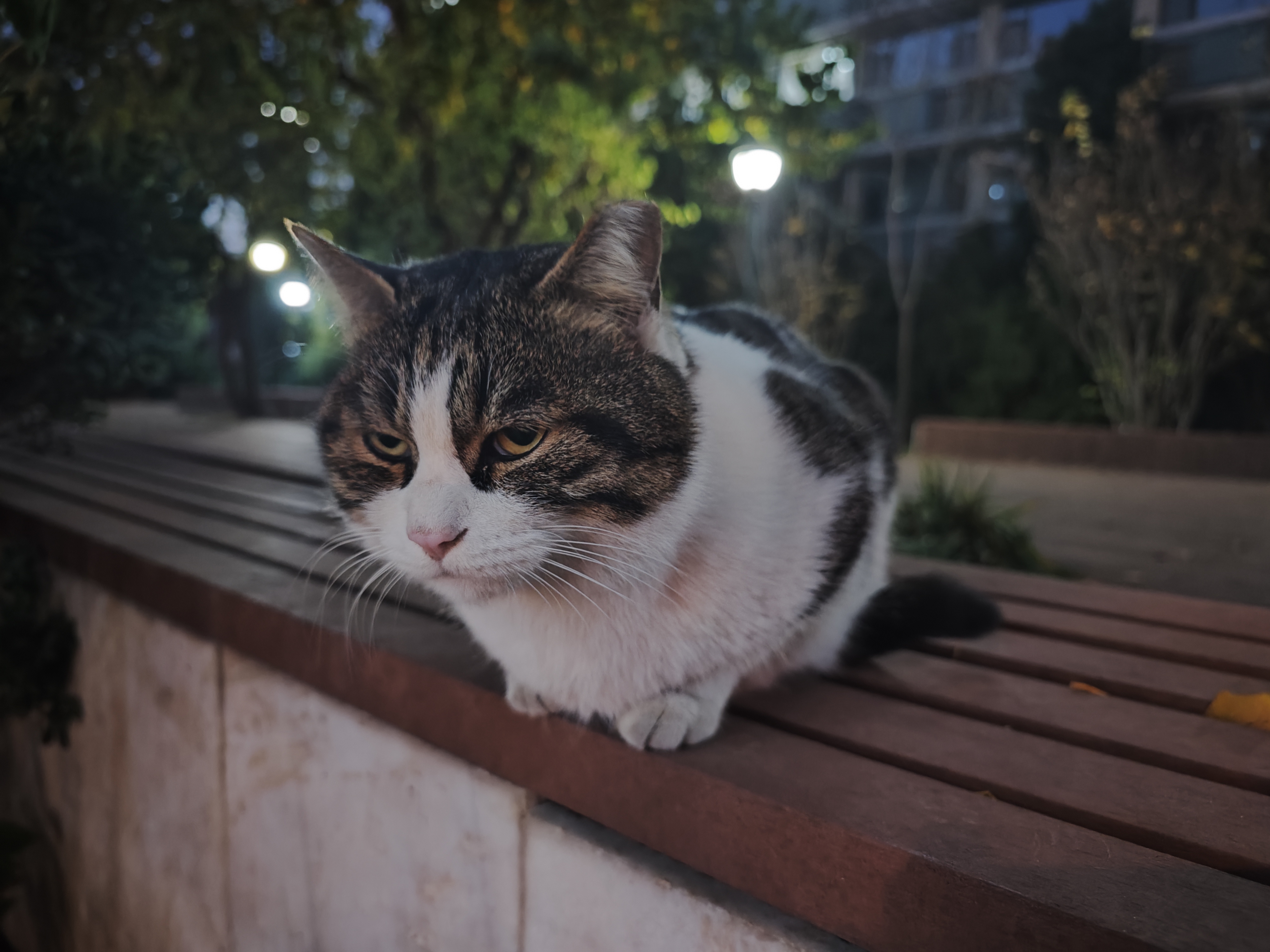 2025.11.13 人文楼侧面的小猫跳跳