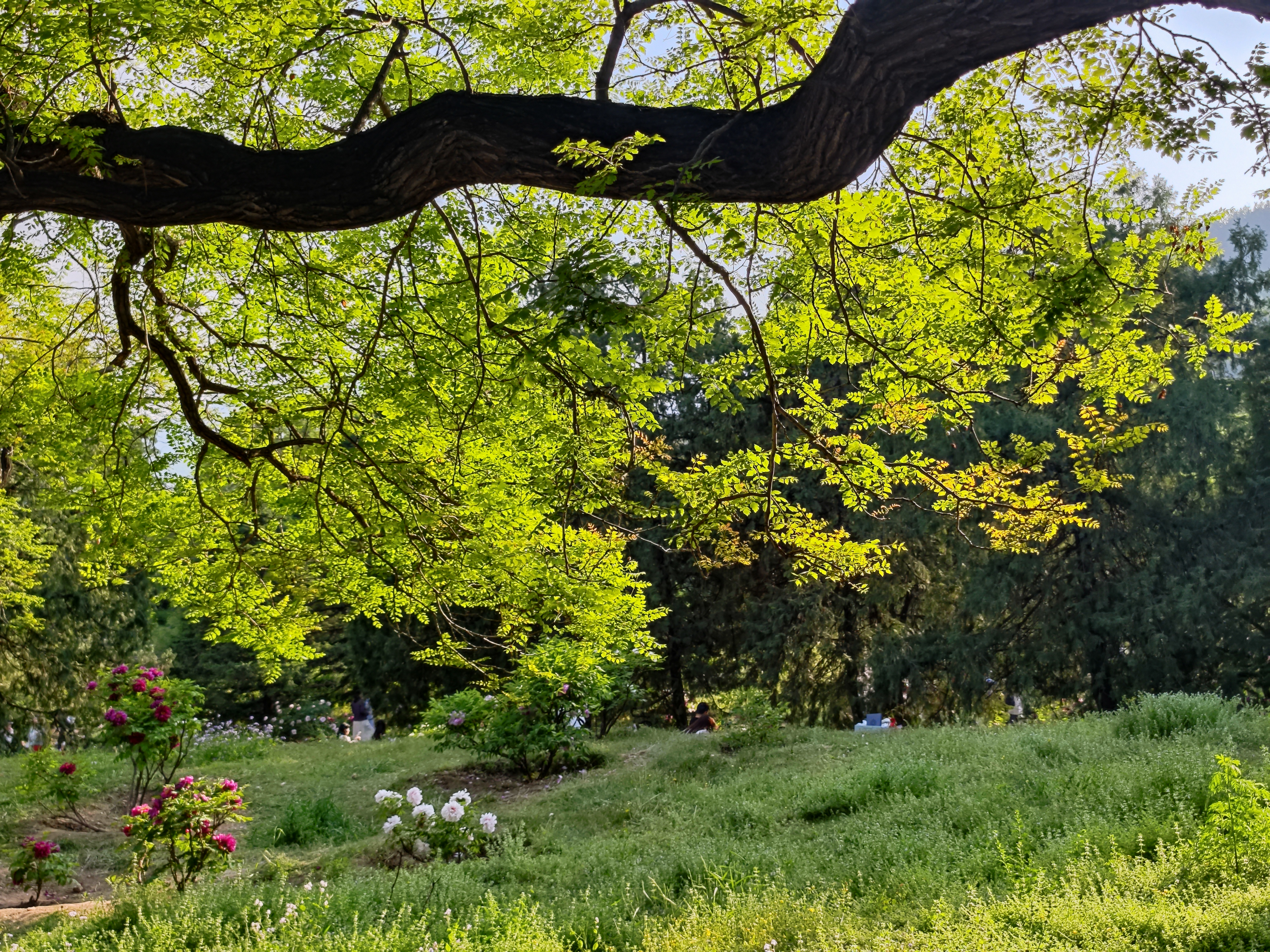 2026.4.26 国家植物园